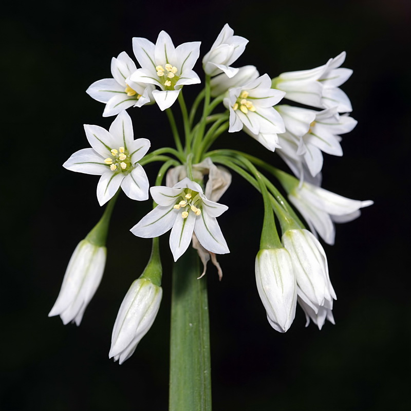 Allium triquetrum.06