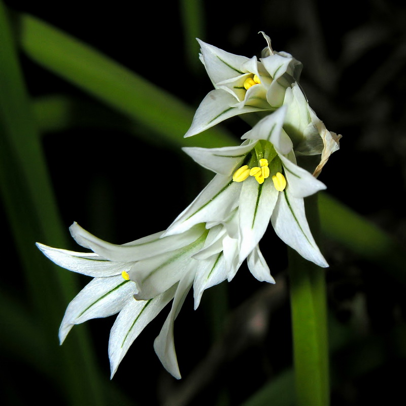 Allium triquetrum.07