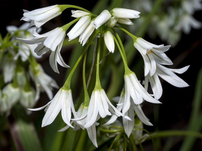 Allium triquetrum.08