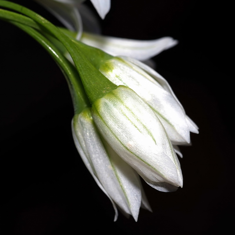 Allium triquetrum.09