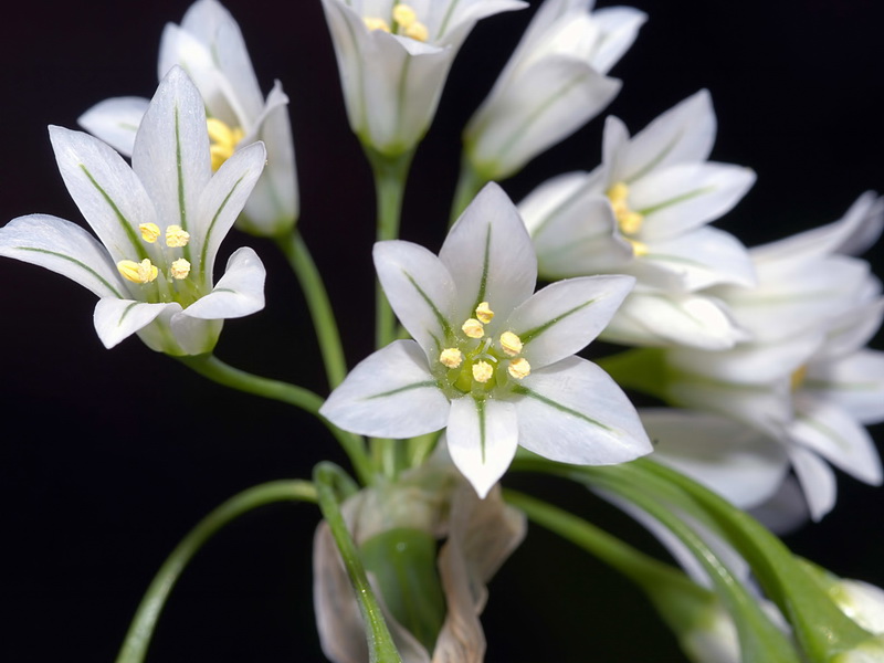 Allium triquetrum.11
