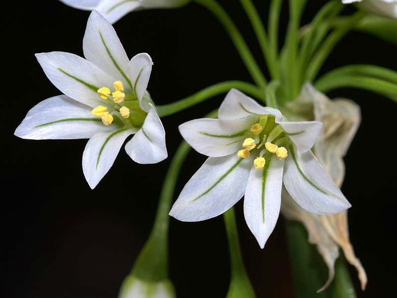 Allium triquetrum.14