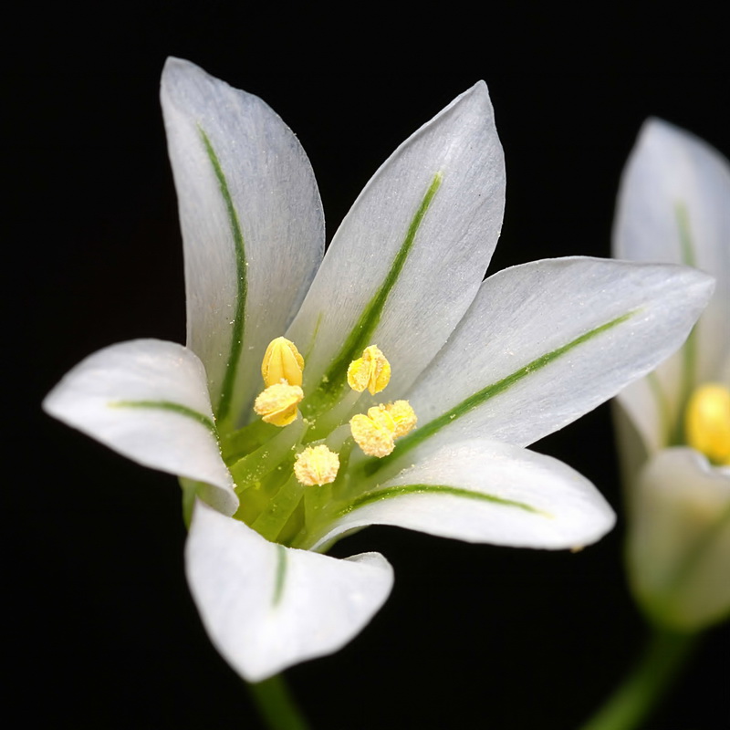 Allium triquetrum.17