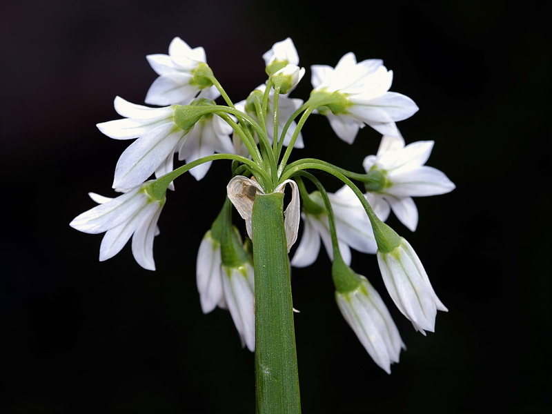 Allium triquetrum.20