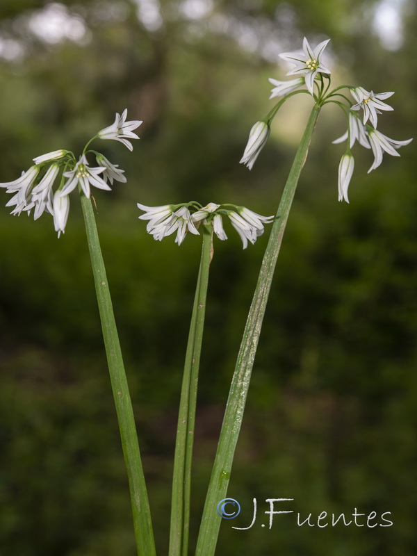 Allium triquetrum.25