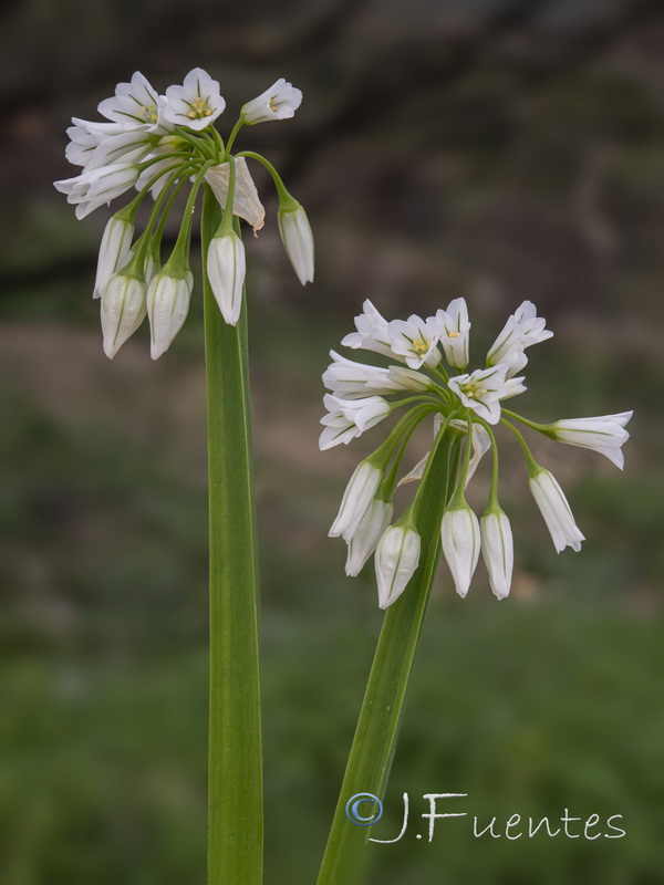 Allium triquetrum.26