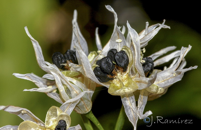 Allium triquetrum.29