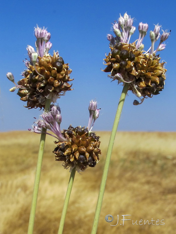 Allium vineale.02