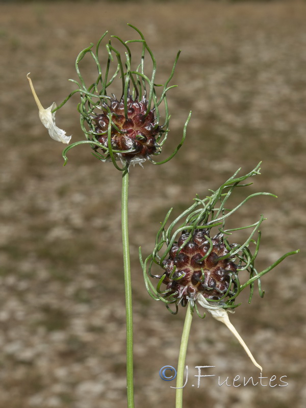 Allium vineale.01