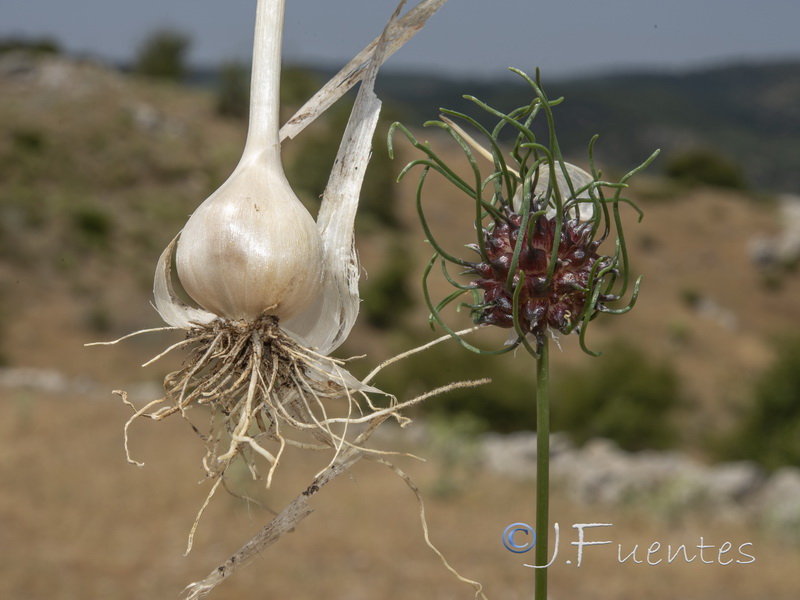 Allium vineale.06