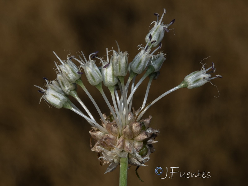 Allium vineale.08