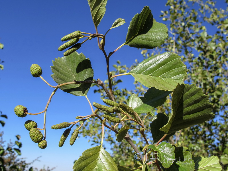 Alnus glutinosa.01