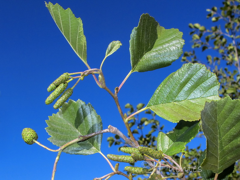 Alnus glutinosa.02