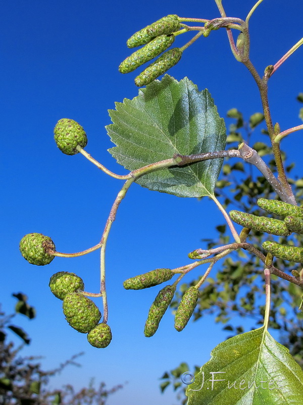 Alnus glutinosa.03