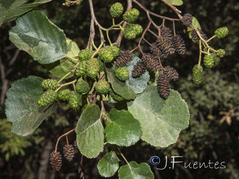 Alnus glutinosa.04