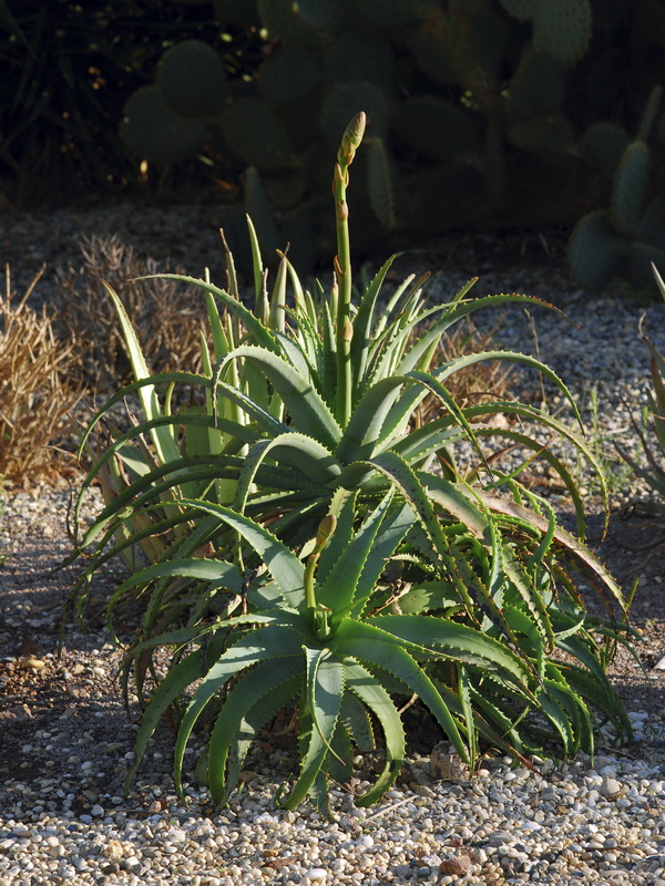 Aloe arborescens.01