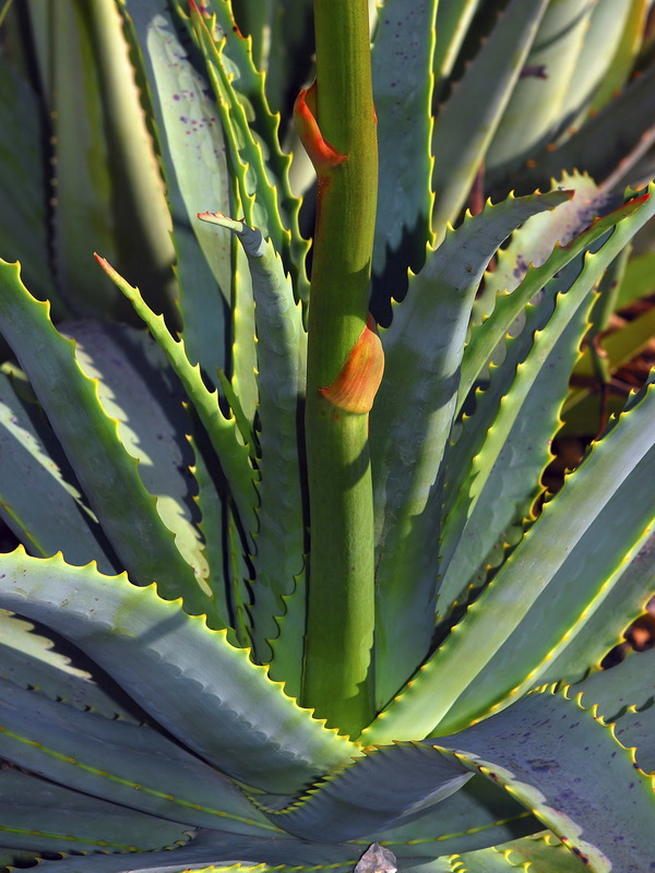 Aloe arborescens.02