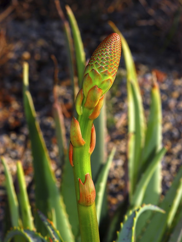 Aloe arborescens.04