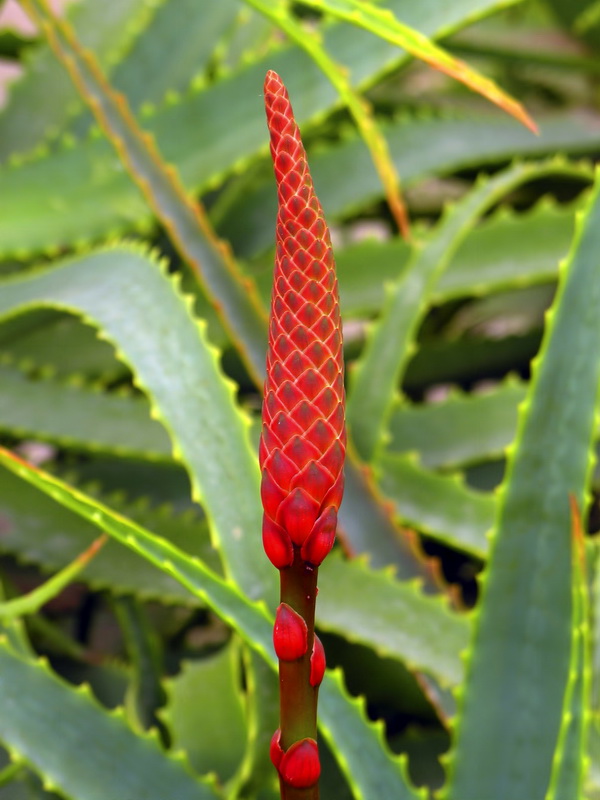 Aloe arborescens.05