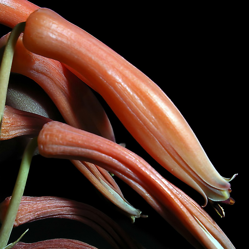 Aloe arborescens.11