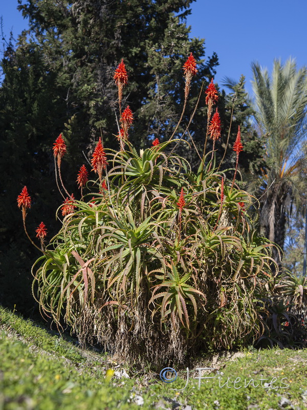 Aloe arborescens.13