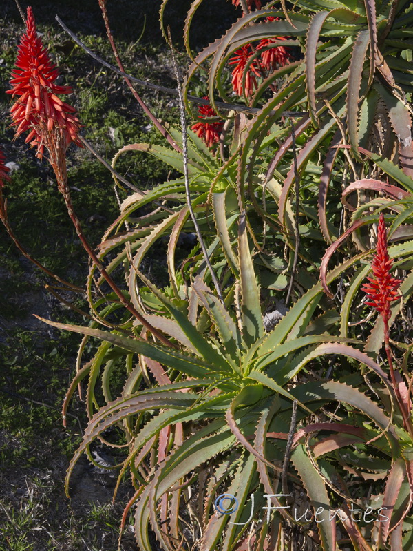 Aloe arborescens.14