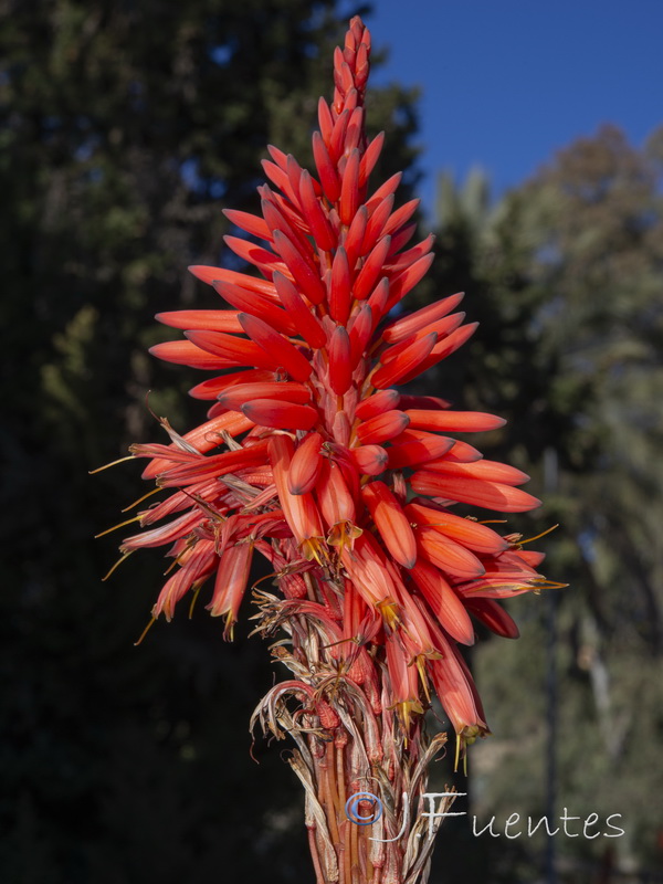 Aloe arborescens.15