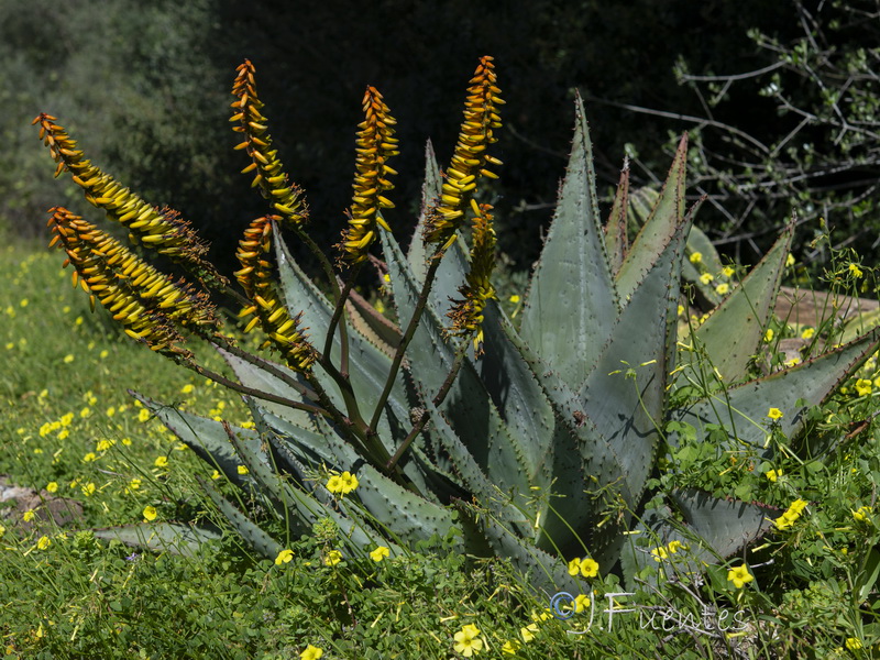 Aloe marlothii.01