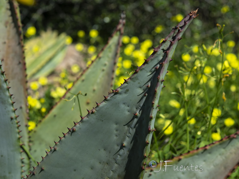 Aloe marlothii.03