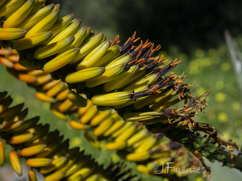 Aloe marlothii.04