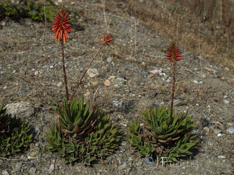 Aloe perfoliatai.01