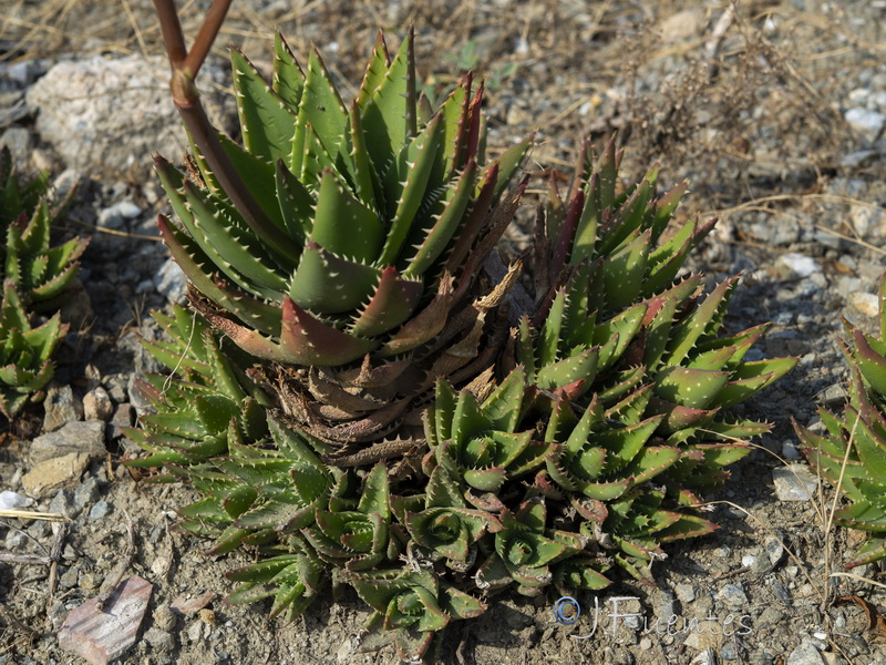 Aloe perfoliatai.03