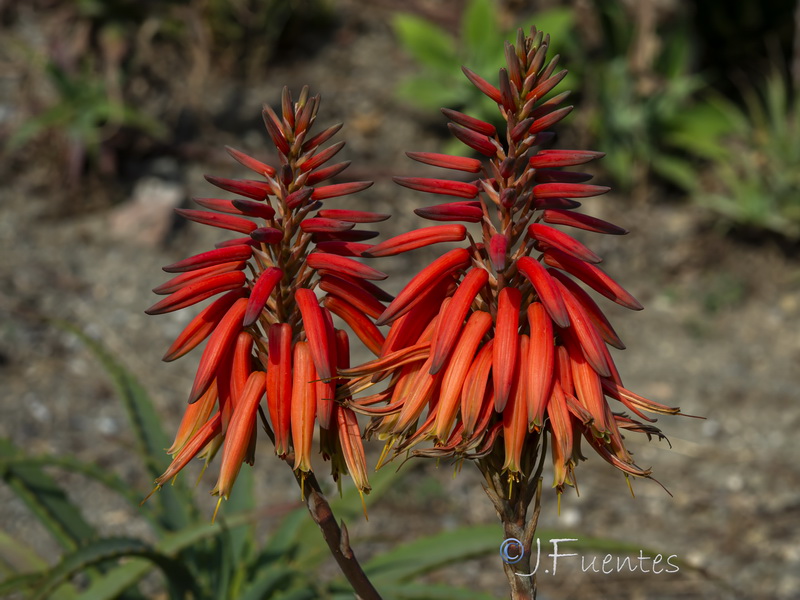 Aloe perfoliatai.04