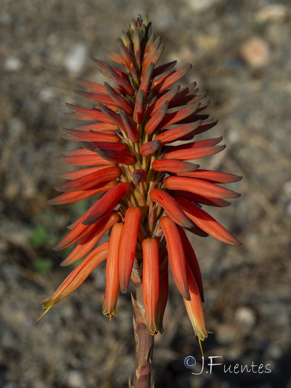 Aloe perfoliatai.05
