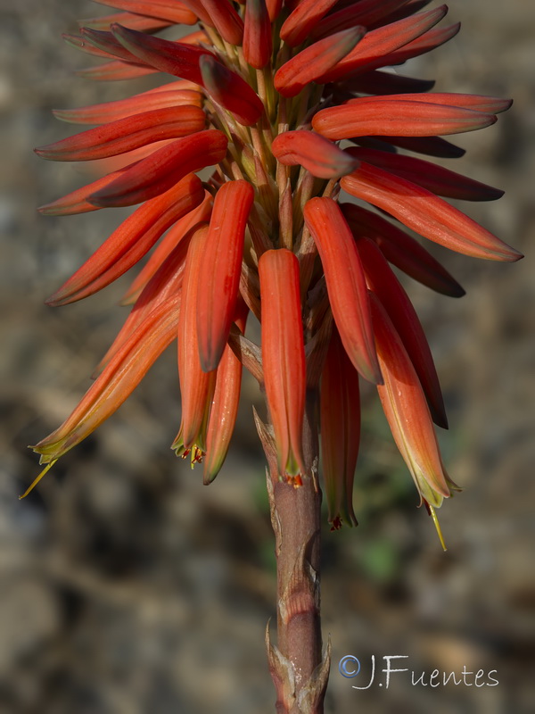 Aloe perfoliatai.06