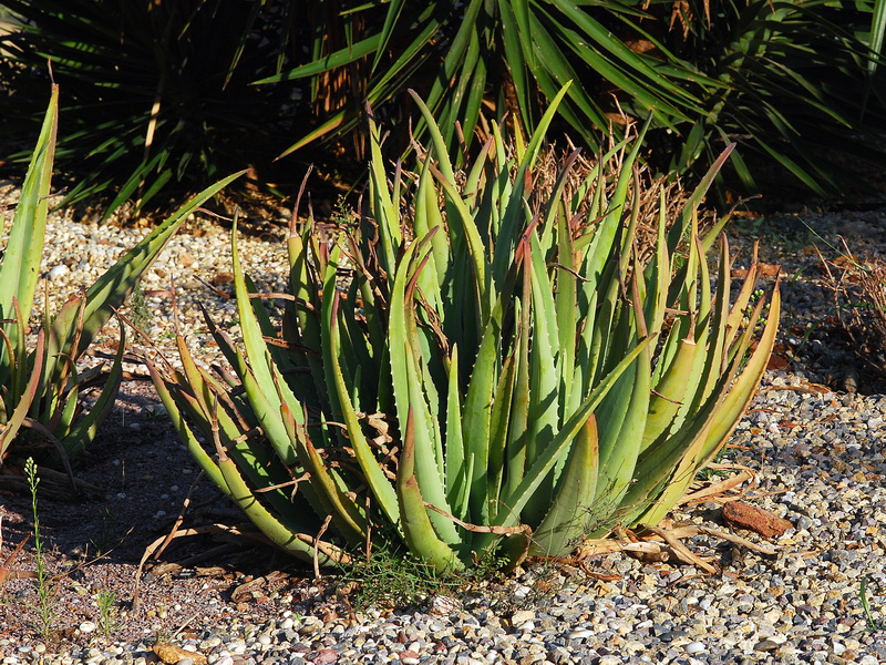 Aloe vera.01