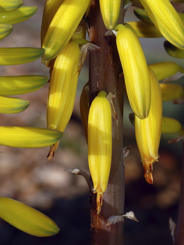 Aloe vera.06