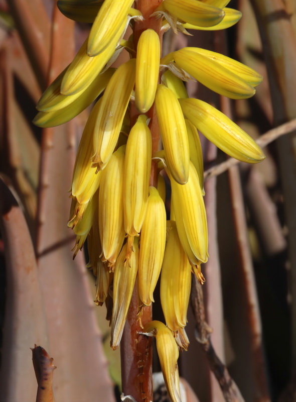 Aloe vera.07