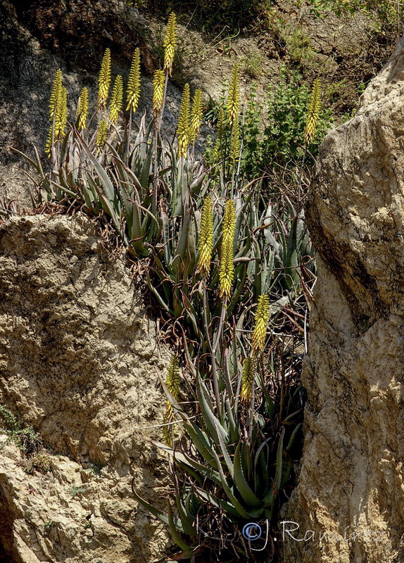 Aloe vera.12