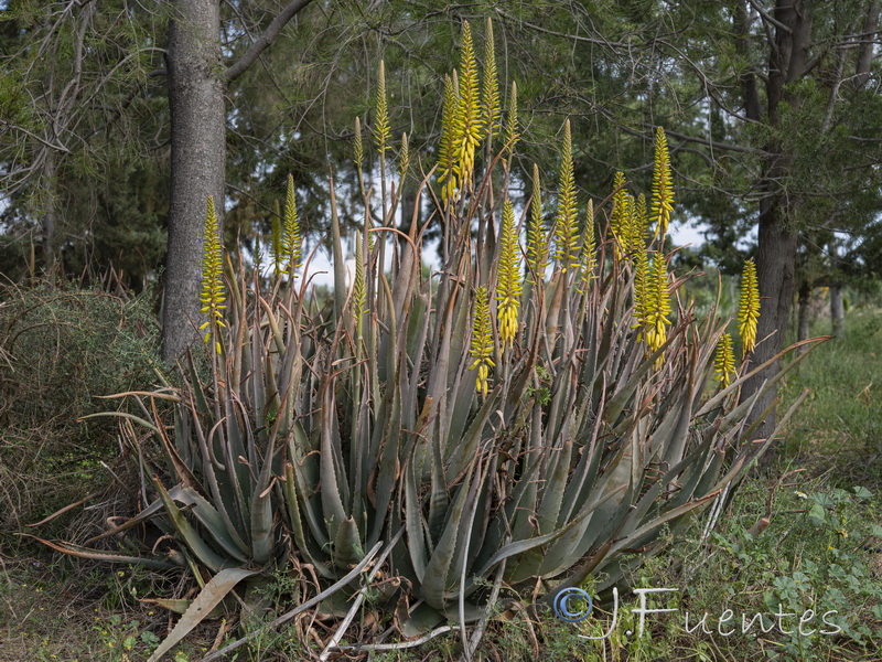 Aloe verai.14