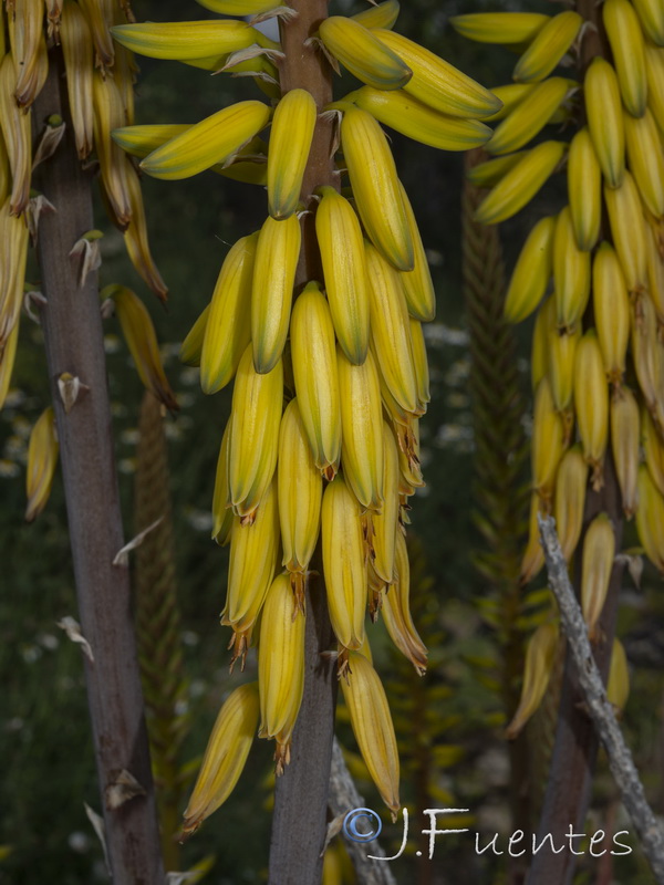 Aloe verai.17