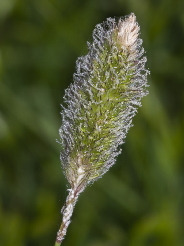 Alopecurus arundinaceus.08