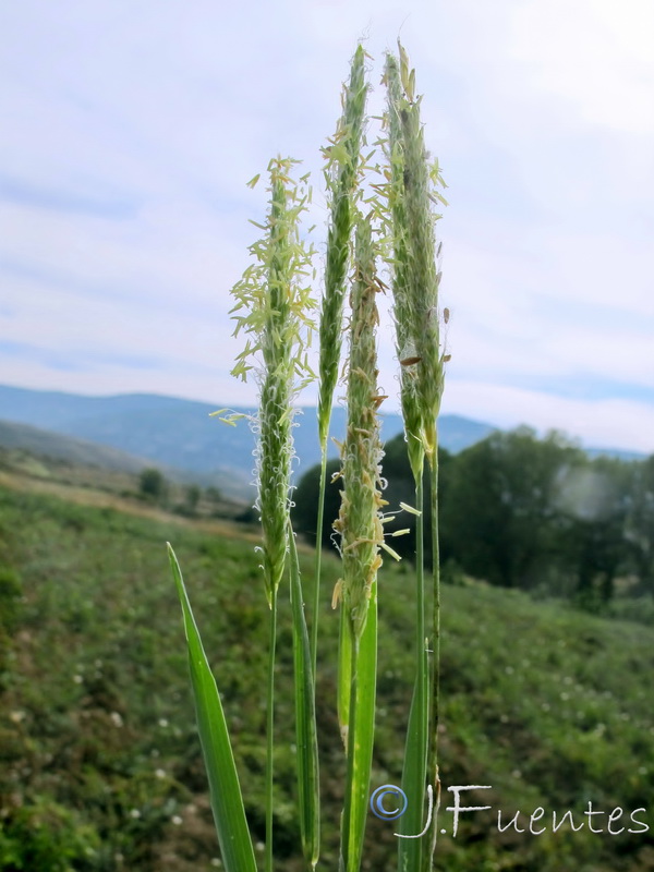 Alopecurus myosuroides.01