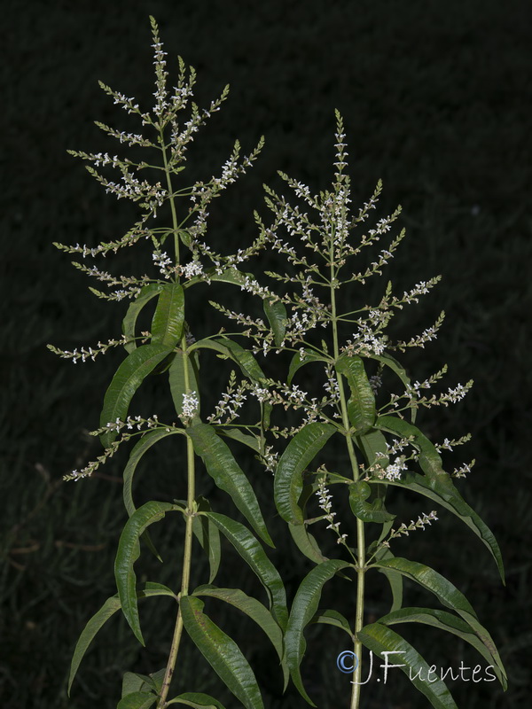 Aloysia citrodora.01