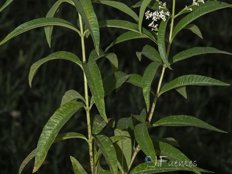 Aloysia citrodora.02