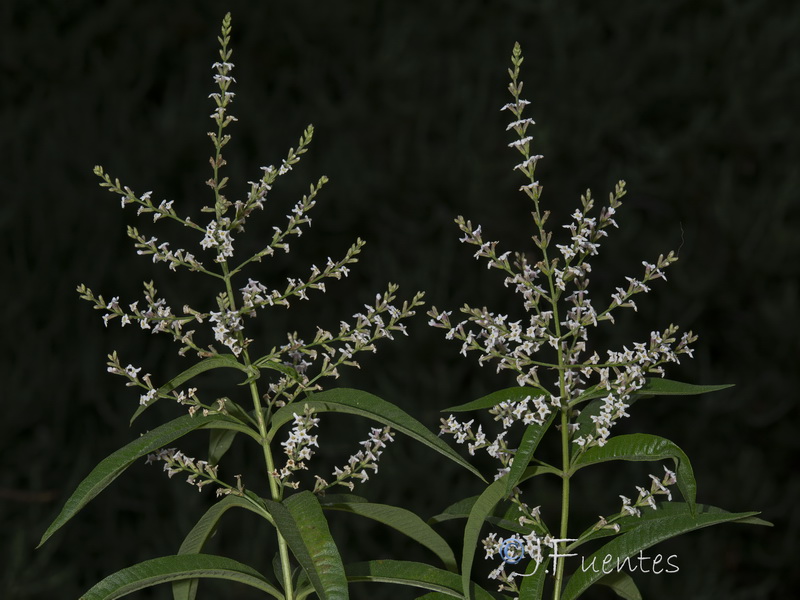 Aloysia citrodora.03