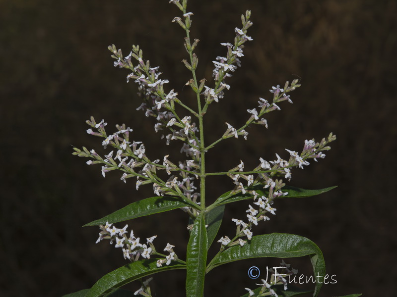 Aloysia citrodora.04
