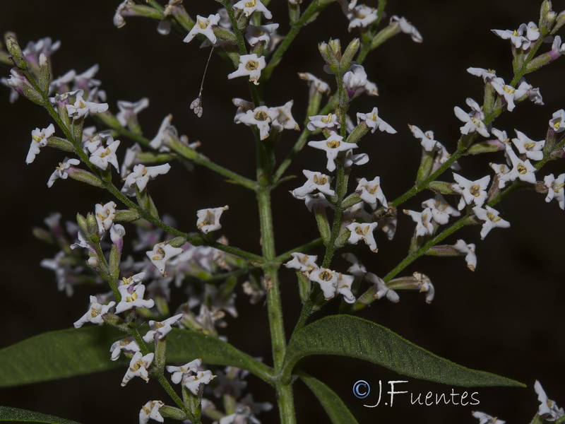 Aloysia citrodora.05