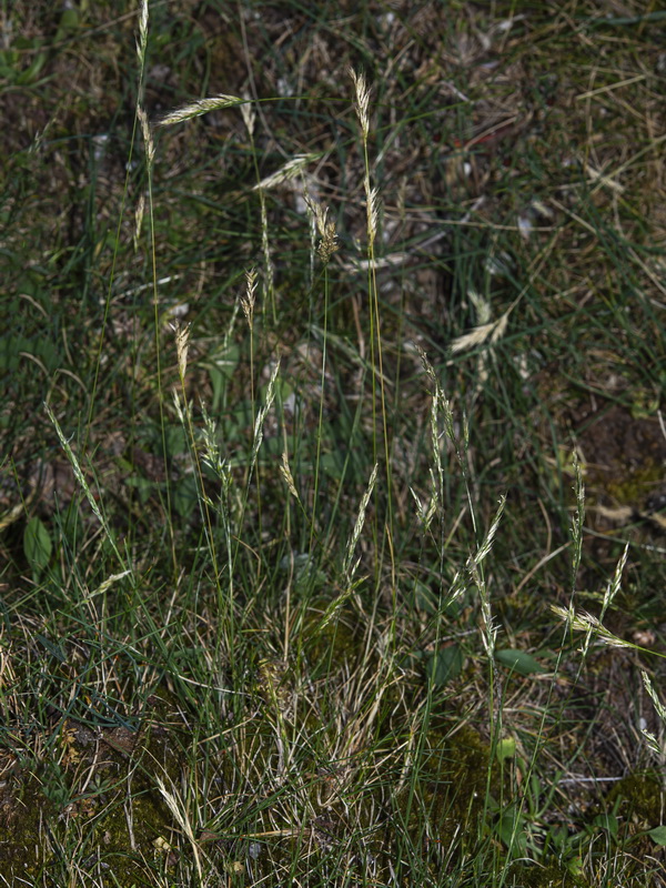Alpagrostis schleicheri.01