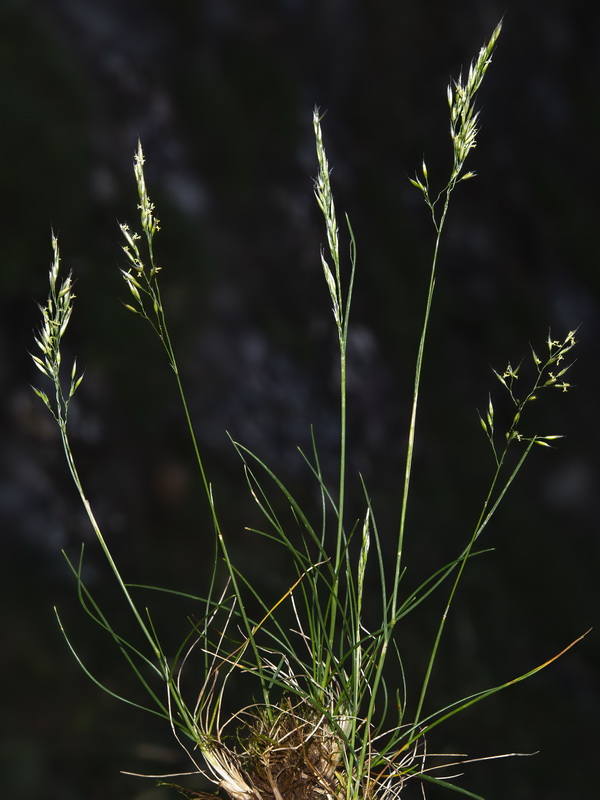 Alpagrostis schleicheri.03